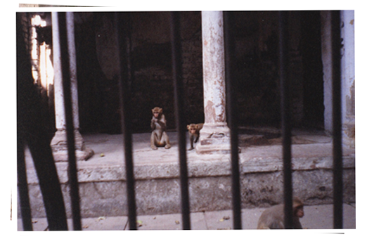 Monkeys in India